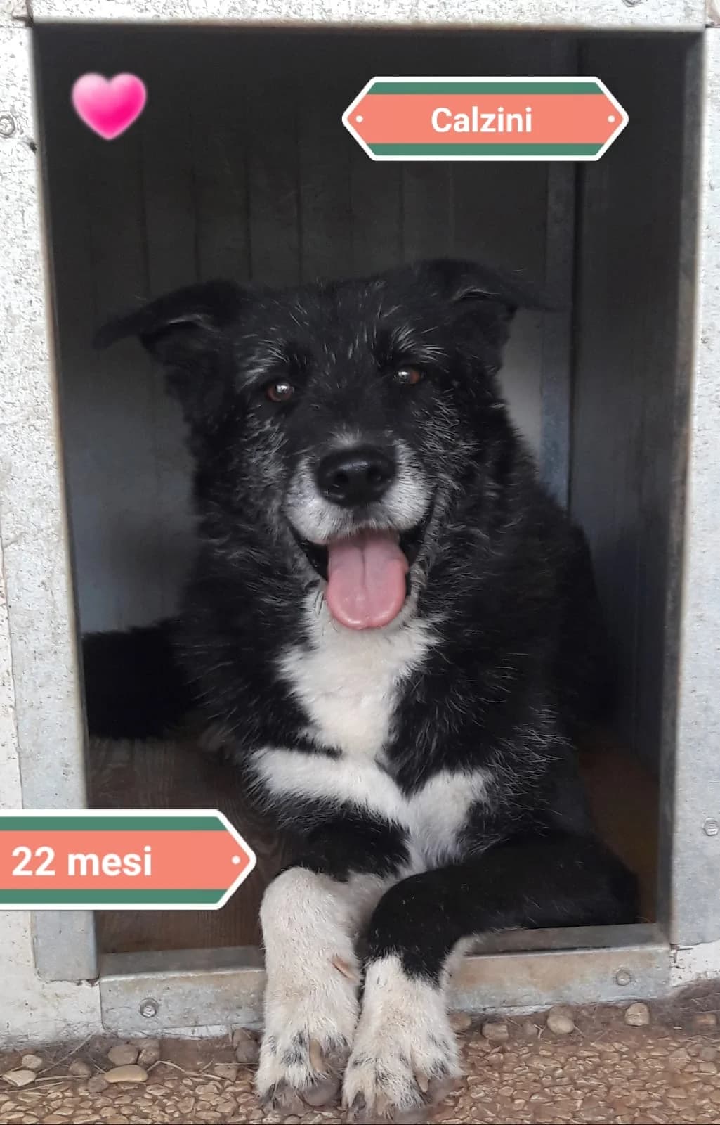 CALZINI, male Mixed Breed for adoption at Associazione Panda Ciampino, Ciampino (RM)