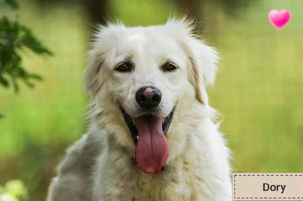 DORY, female Mixed Breed for adoption at Associazione Panda Ciampino, Ciampino (RM)