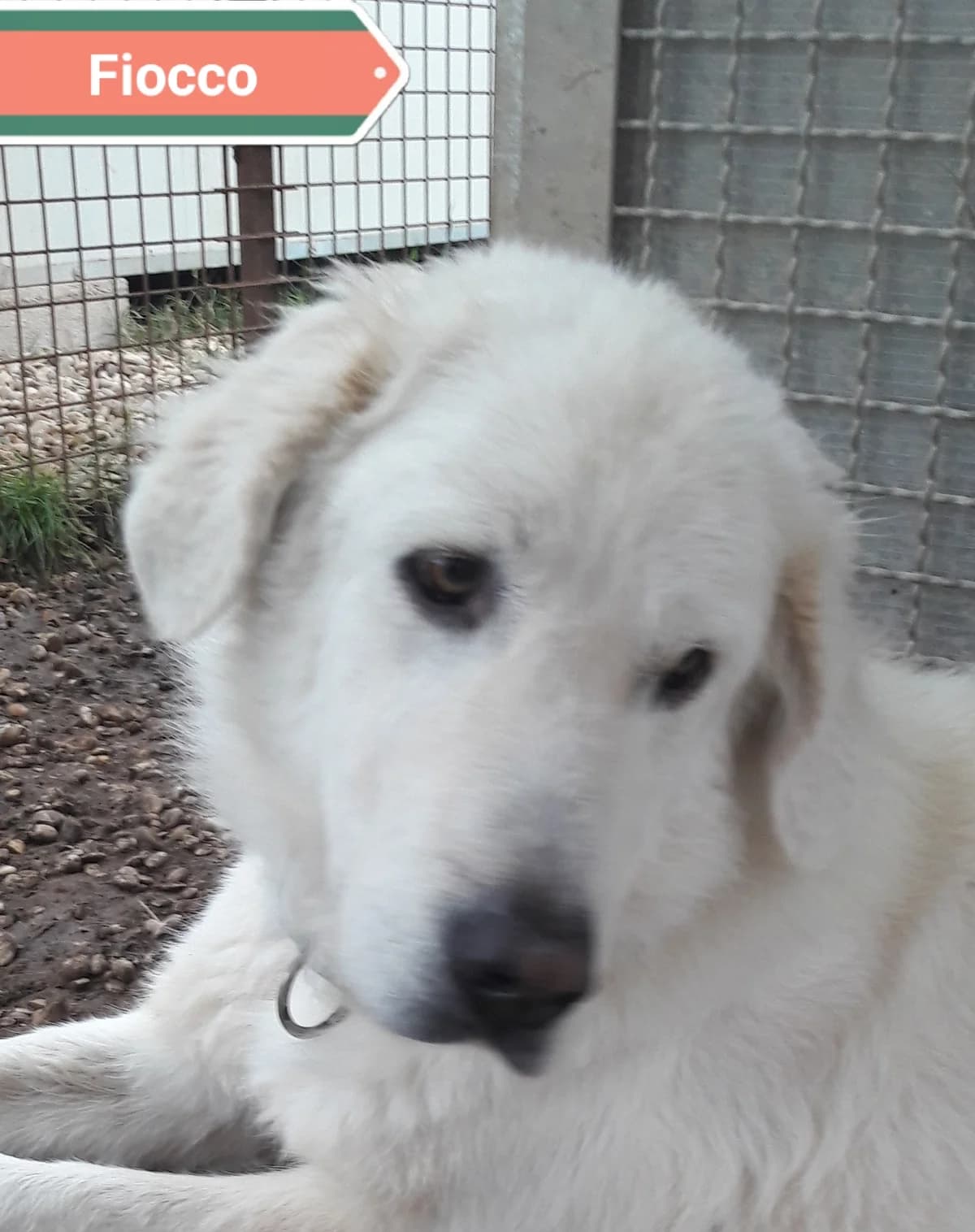 FIOCCO, male Mixed Breed for adoption at Associazione Panda Ciampino, Ciampino (RM)