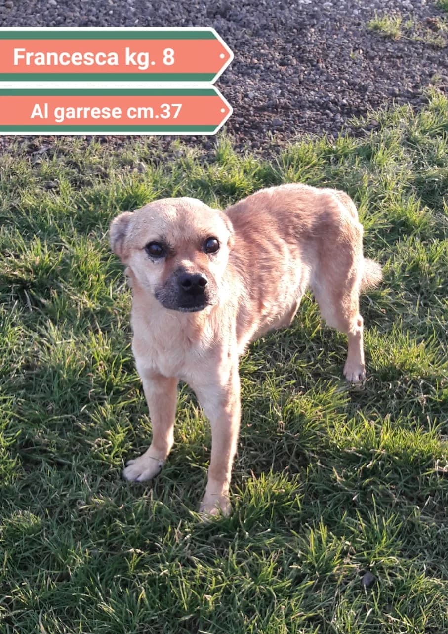 FRANCESCO, male Mixed Breed for adoption at Associazione Panda Ciampino, Ciampino (RM)