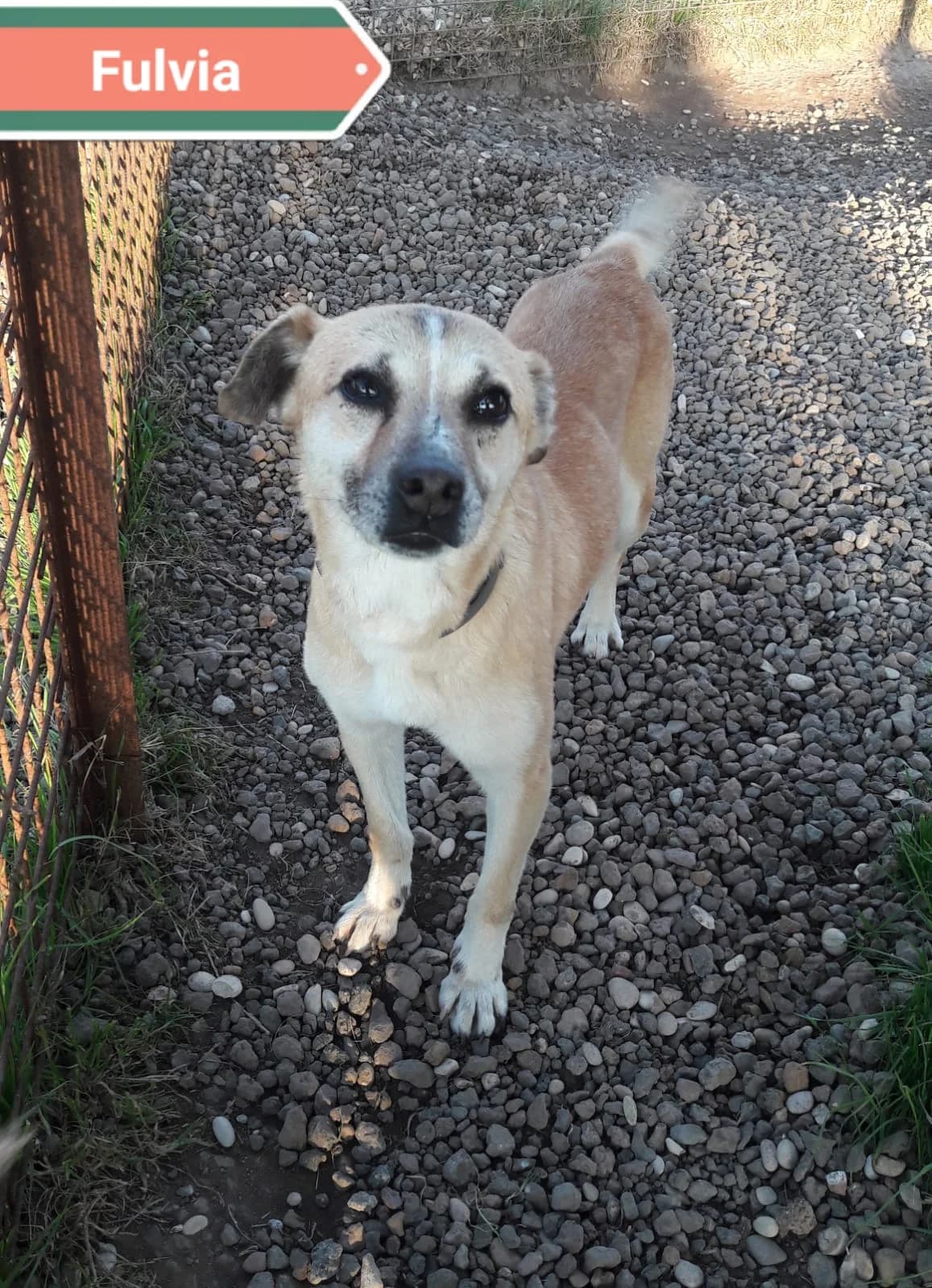 FULVIA, female Mixed Breed for adoption at Associazione Panda Ciampino, Ciampino (RM)