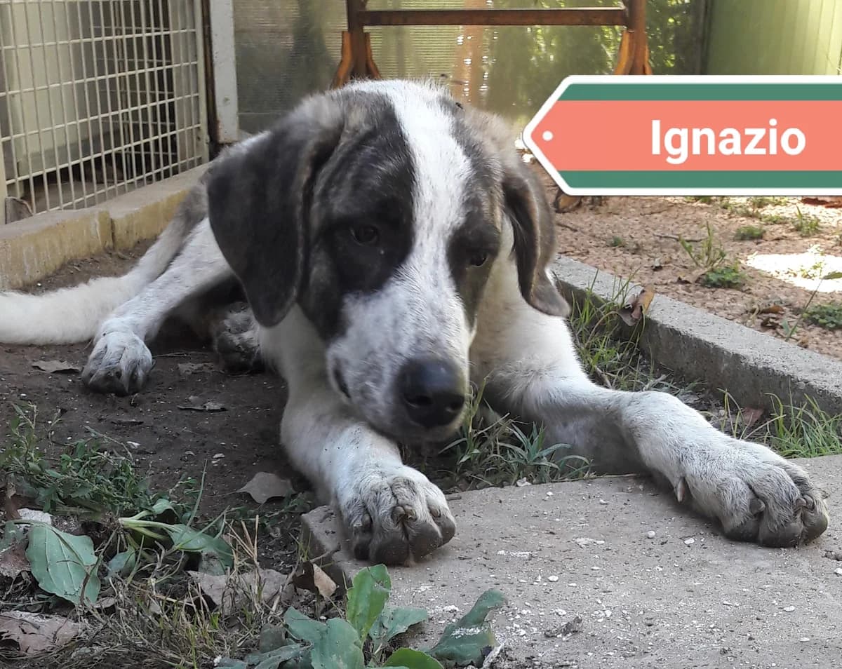 IGNAZIO, male Mixed Breed for adoption at Associazione Panda Ciampino, Ciampino (RM)
