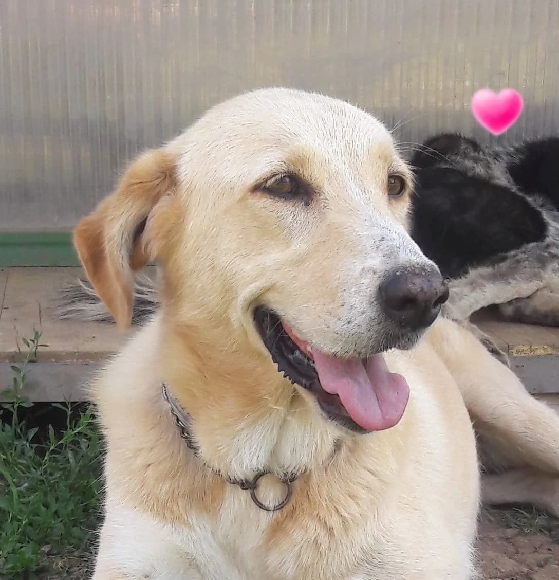 IVANA, female Mixed Breed for adoption at Associazione Panda Ciampino, Ciampino (RM)