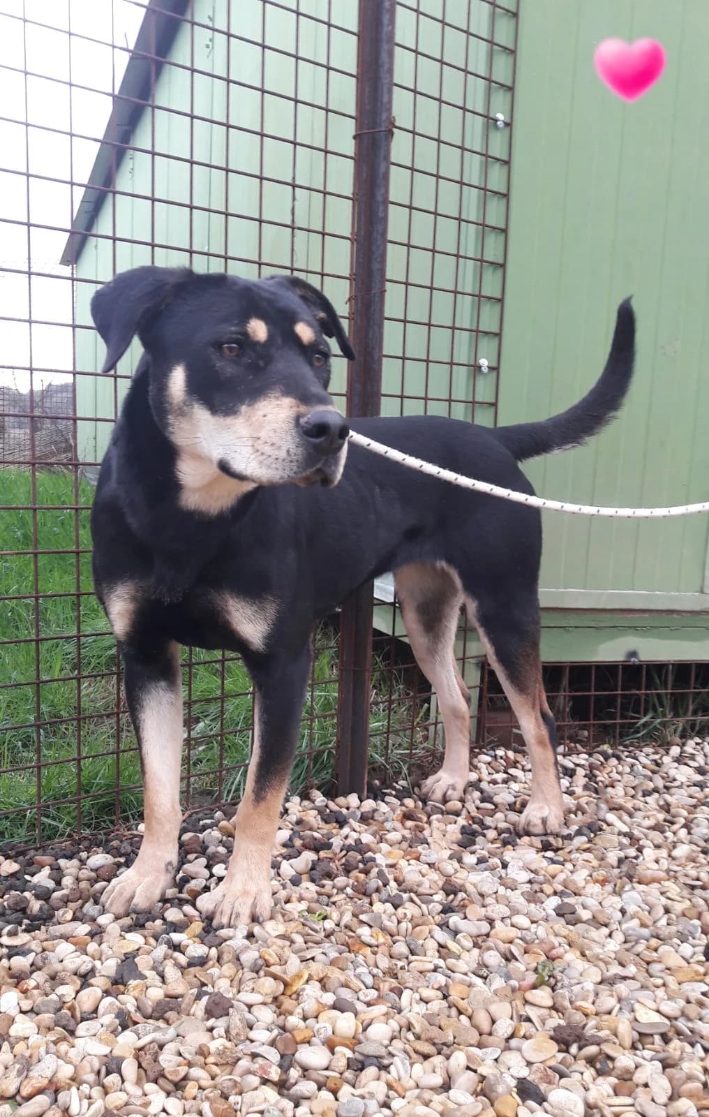 JESSICA, female Mixed Breed for adoption at Associazione Panda Ciampino, Ciampino (RM)