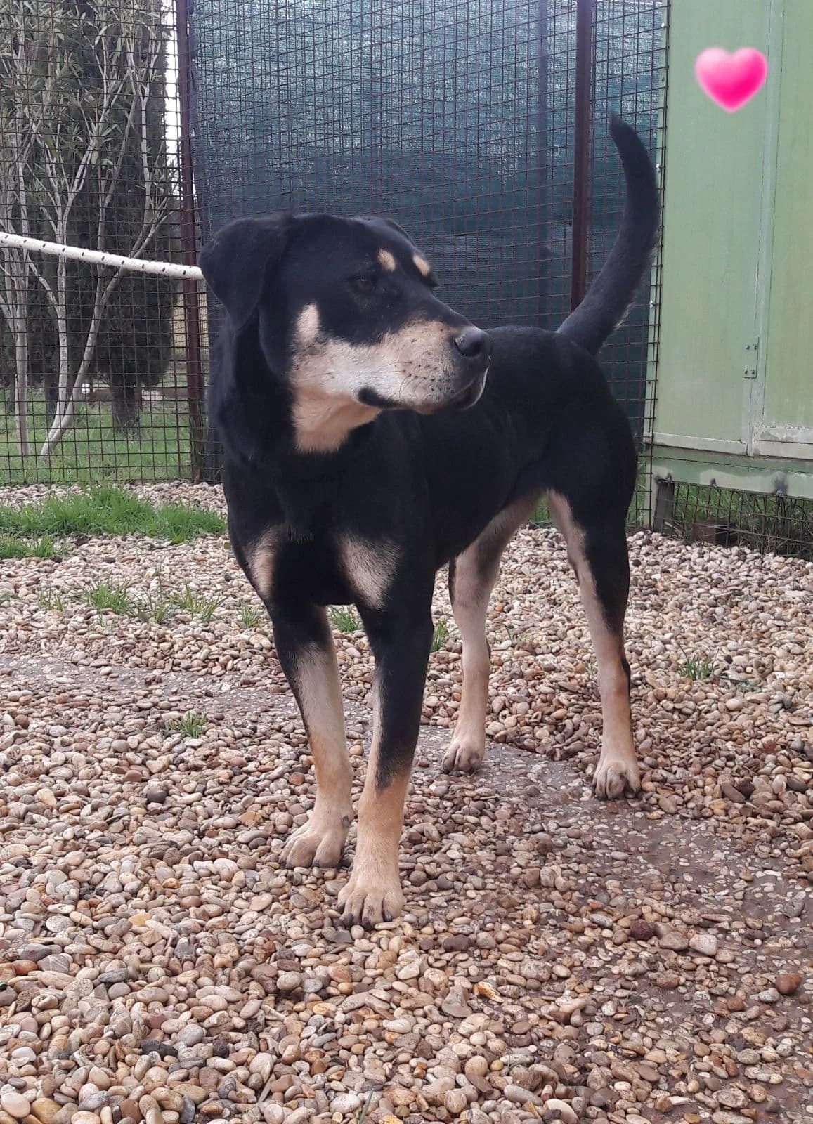 Jessica, female Mixed Breed for adoption at Associazione Panda Ciampino, Ciampino (RM)
