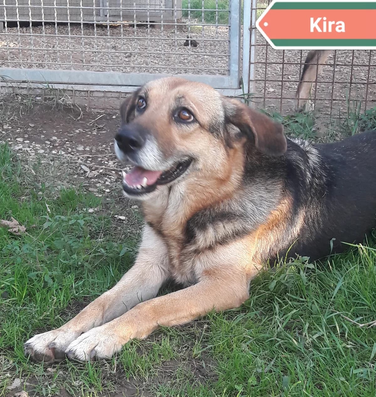 KIRA, female Mixed Breed for adoption at Associazione Panda Ciampino, Ciampino (RM)