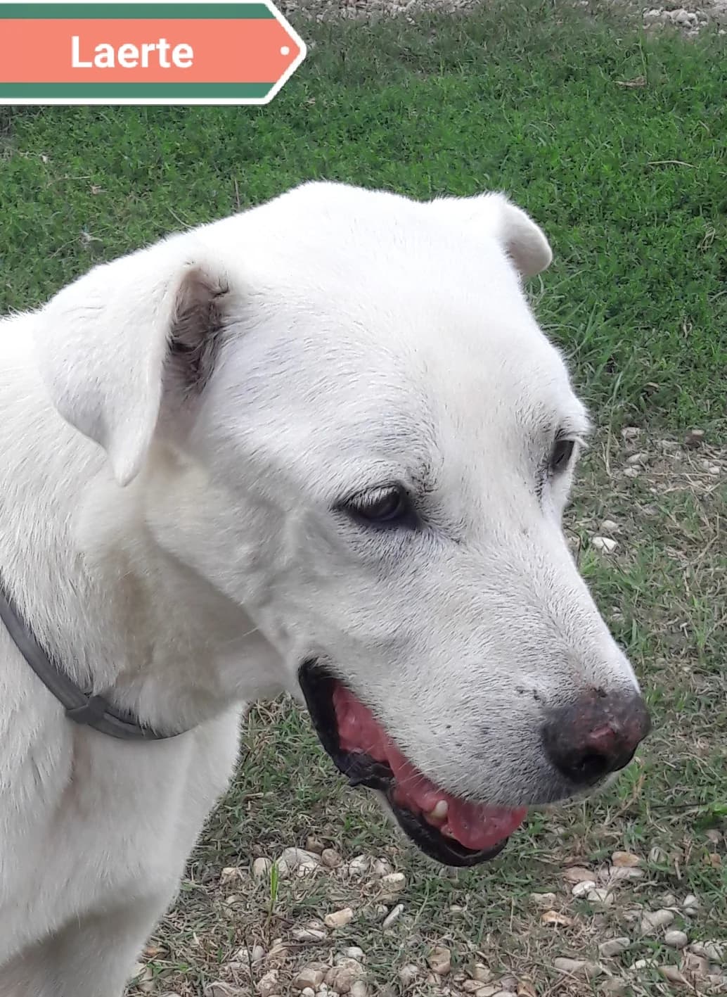 LAERTE, male Mixed Breed for adoption at Associazione Panda Ciampino, Ciampino (RM)