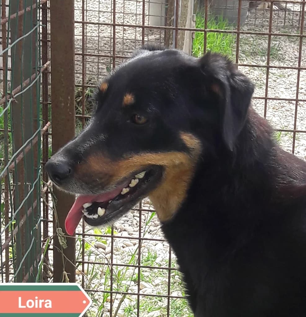 LOIRA, female Mixed Breed for adoption at Associazione Panda Ciampino, Ciampino (RM)