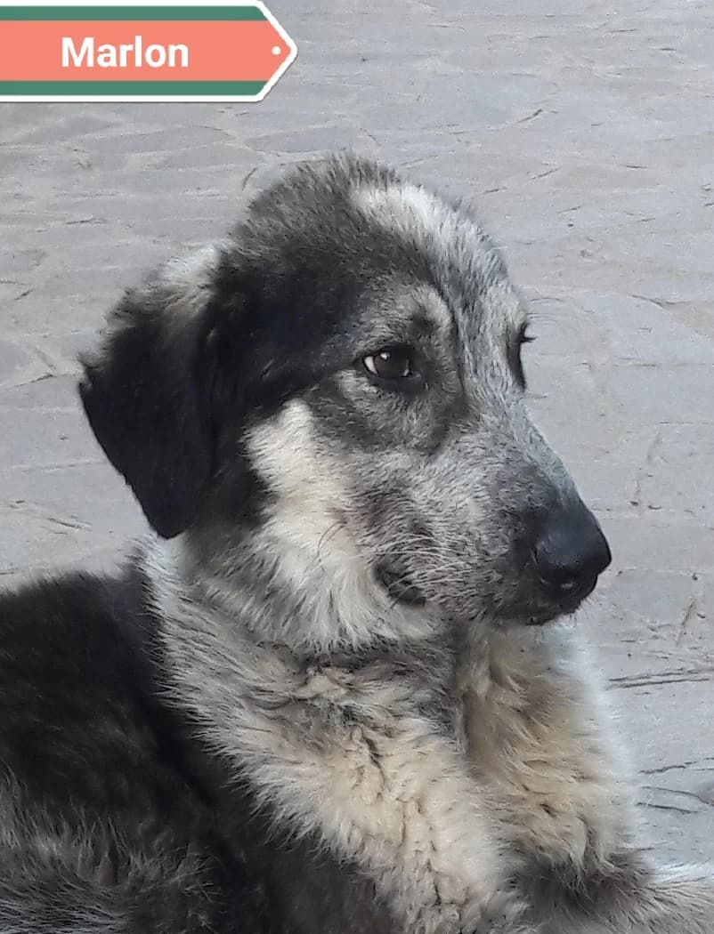MARLON, male Mixed Breed for adoption at Associazione Panda Ciampino, Ciampino (RM)