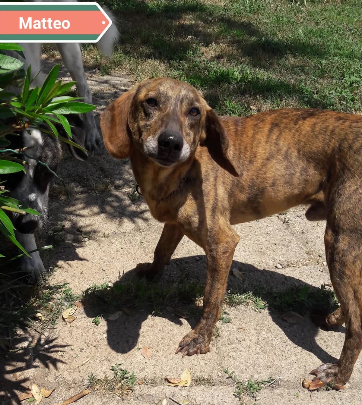 MATTEO, male Mixed Breed for adoption at Associazione Panda Ciampino, Ciampino (RM)