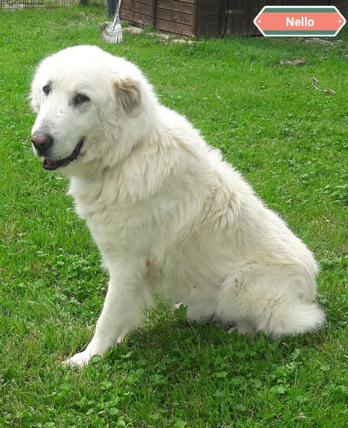 NELLO, male Mixed Breed for adoption at Associazione Panda Ciampino, Ciampino (RM)