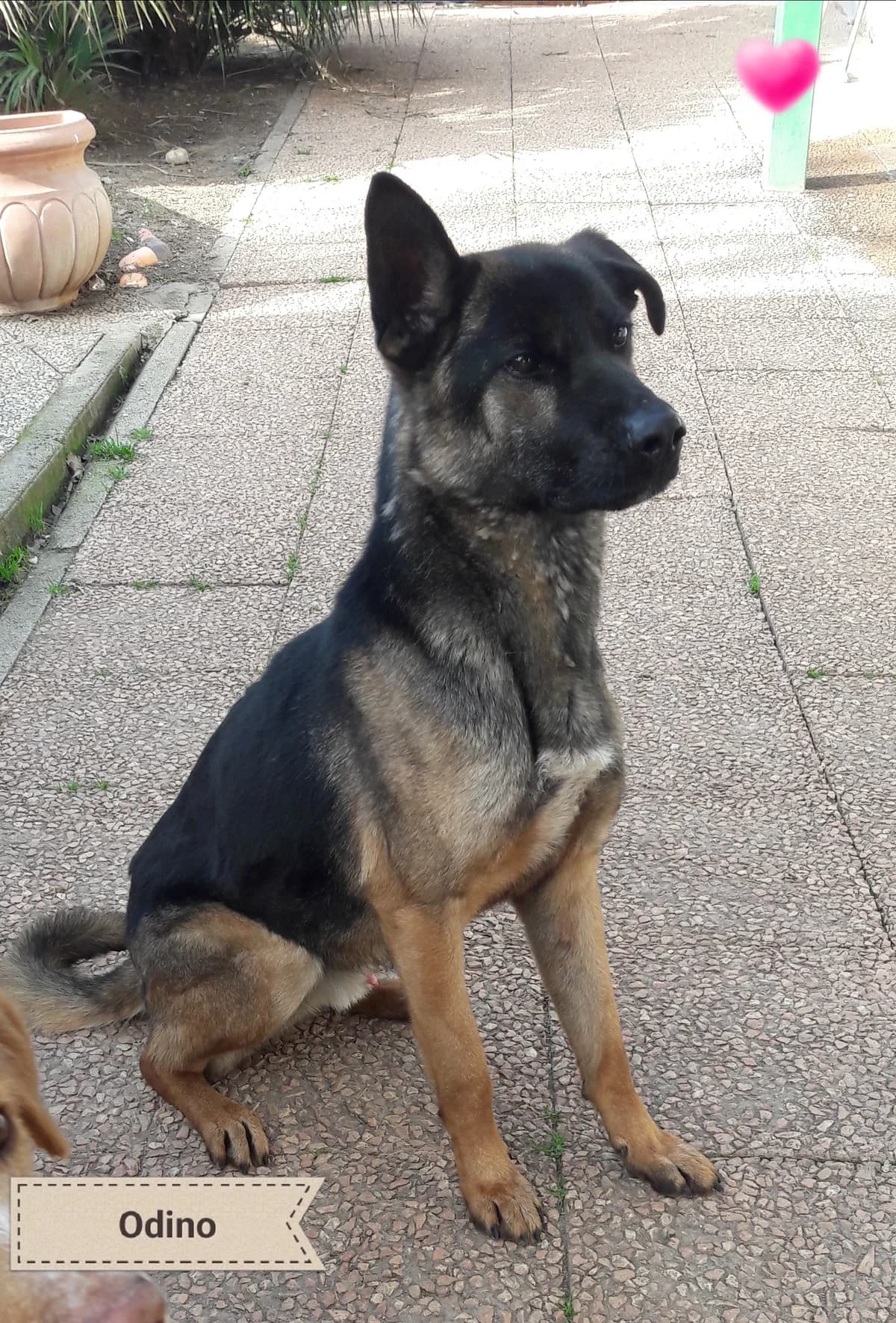 ODINO, male Mixed Breed for adoption at Associazione Panda Ciampino, Ciampino (RM)