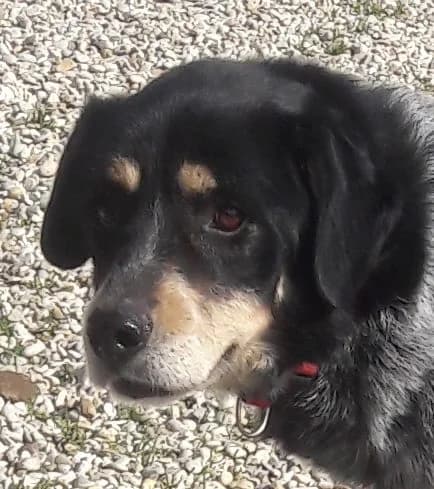 ORLANDO, male Mixed Breed for adoption at Associazione Panda Ciampino, Ciampino (RM)
