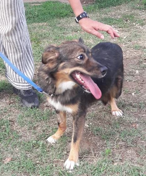 Pasqualina, female Mixed Breed for adoption at Associazione Panda Ciampino, Ciampino (RM)