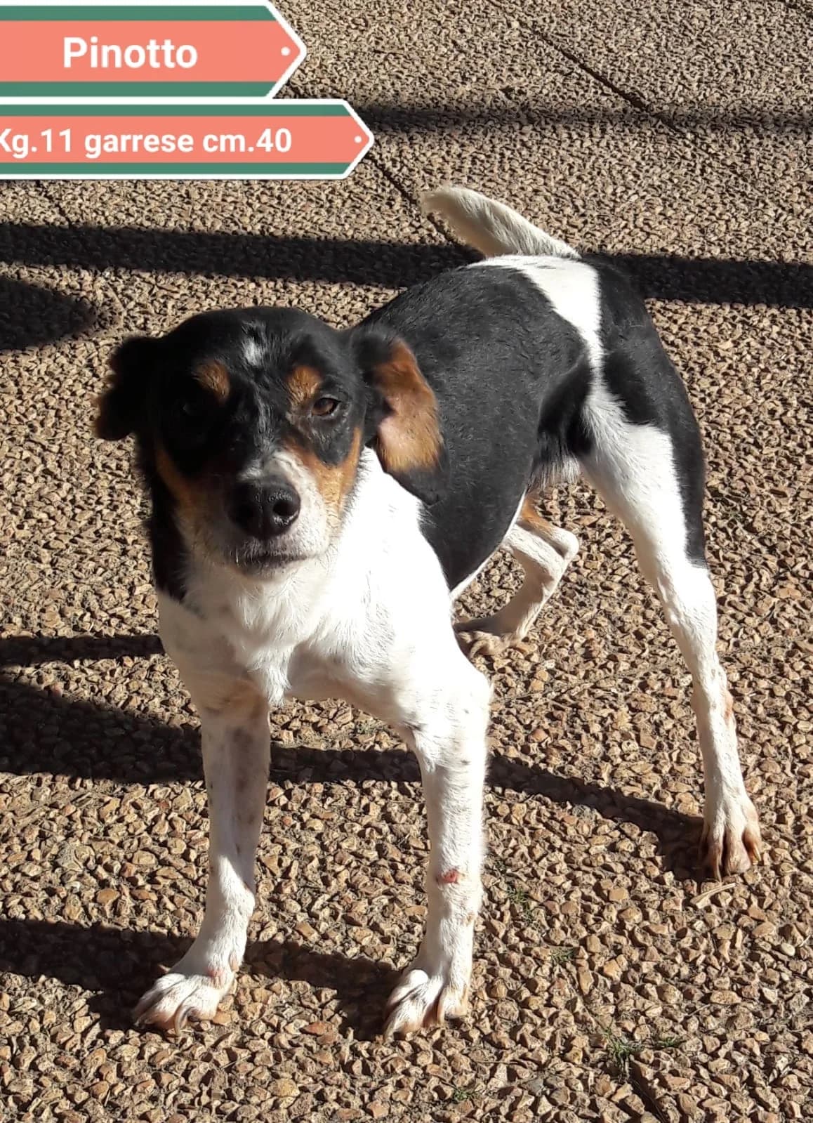 PINOTTO, male Mixed Breed for adoption at Associazione Panda Ciampino, Ciampino (RM)