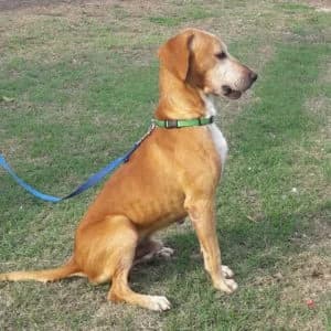 PLUTO, male Mixed Breed for adoption at Associazione Panda Ciampino, Ciampino (RM)
