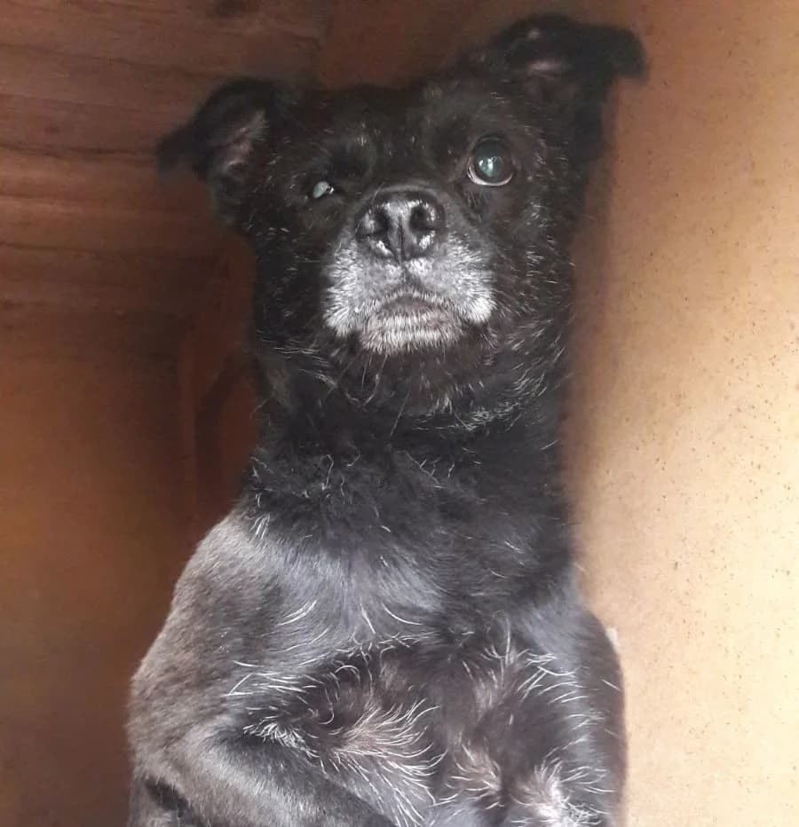 PUNTINO, male Mixed Breed for adoption at Associazione Panda Ciampino, Ciampino (RM)