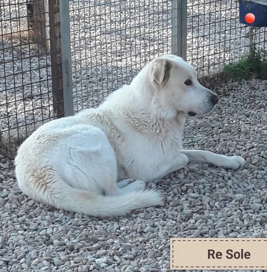 RE SOLE, male Mixed Breed for adoption at Associazione Panda Ciampino, Ciampino (RM)