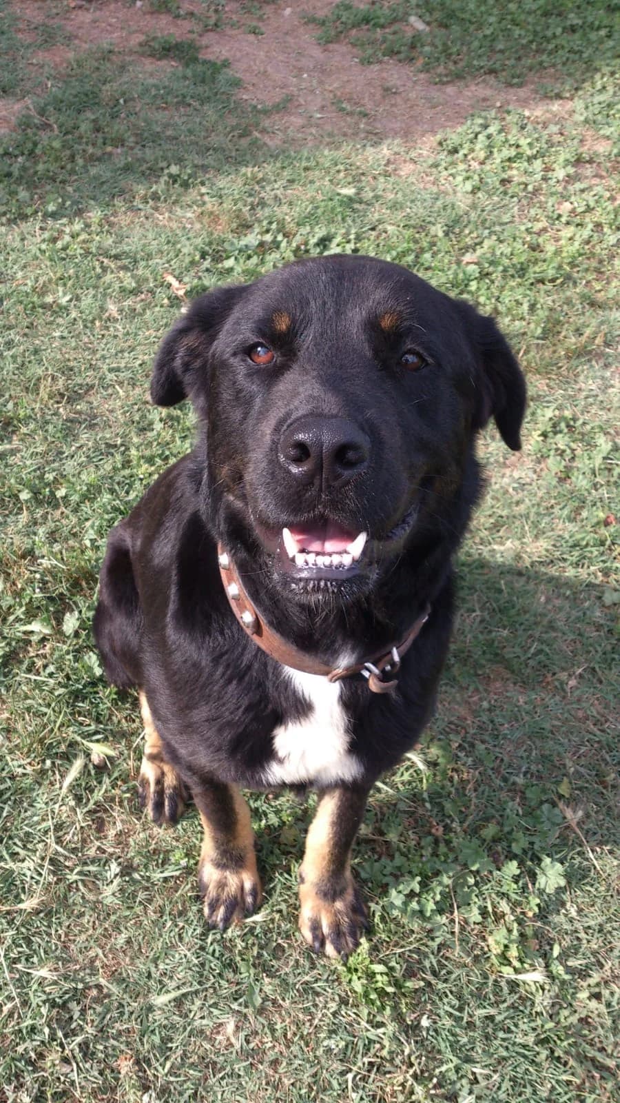 ROCCO, male Mixed Breed for adoption at Associazione Panda Ciampino, Ciampino (RM)