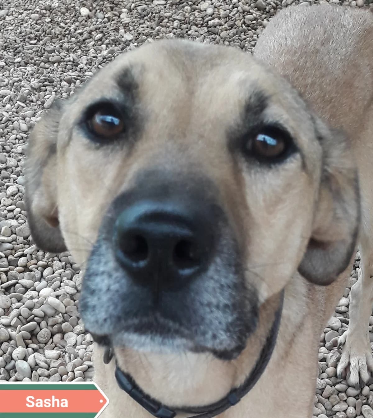 SASHA, female Mixed Breed for adoption at Associazione Panda Ciampino, Ciampino (RM)