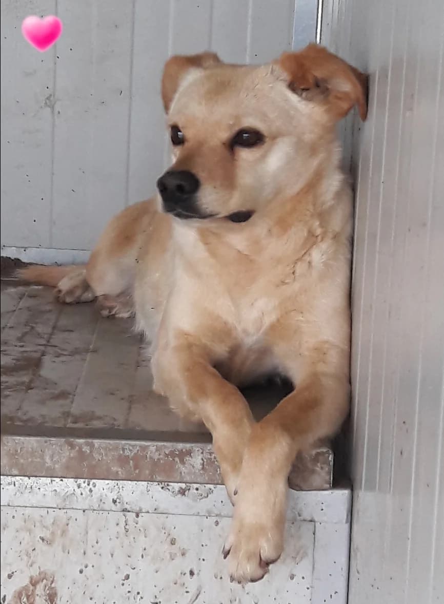 SISSI, female Mixed Breed for adoption at Associazione Panda Ciampino, Ciampino (RM)