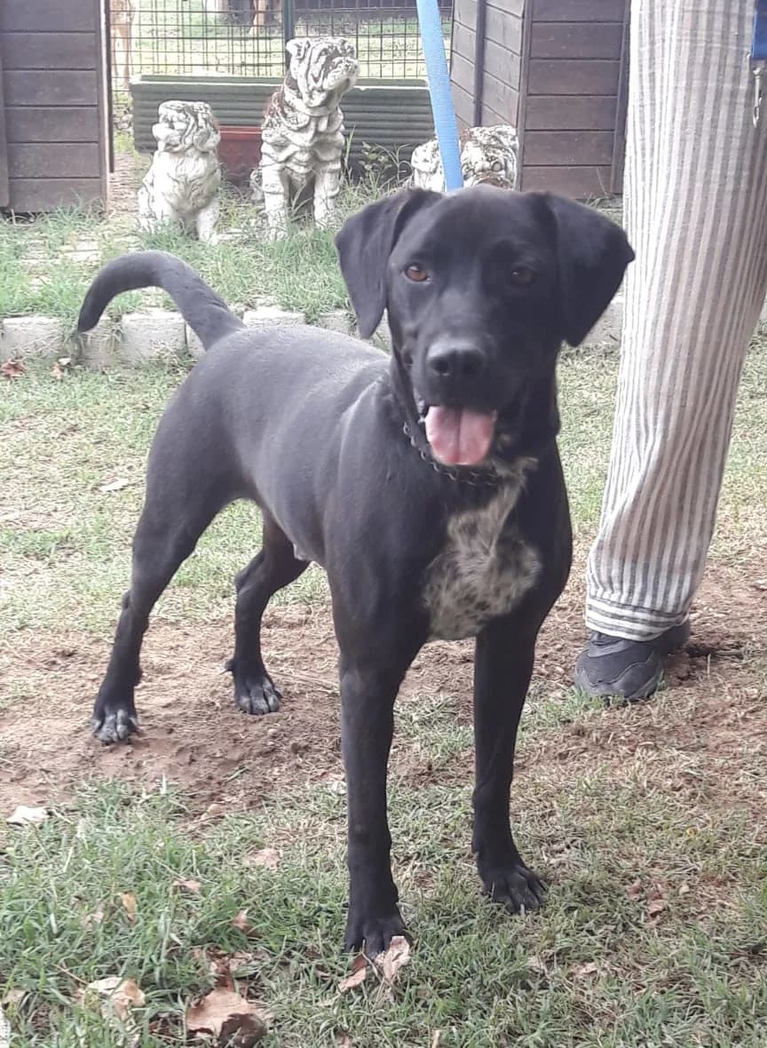 WESS, male Mixed Breed for adoption at Associazione Panda Ciampino, Ciampino (RM)