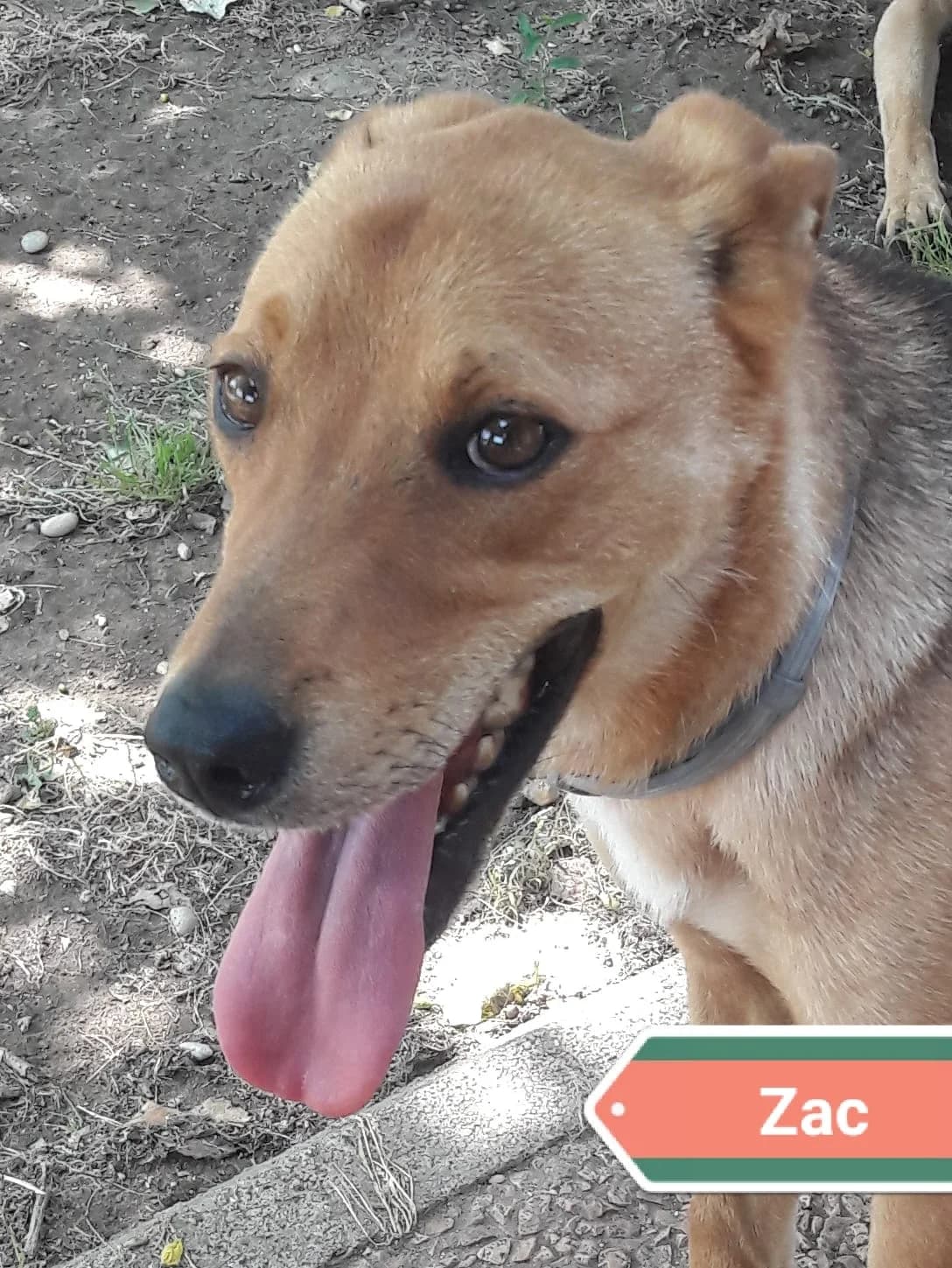 ZAC, male Mixed Breed for adoption at Associazione Panda Ciampino, Ciampino (RM)