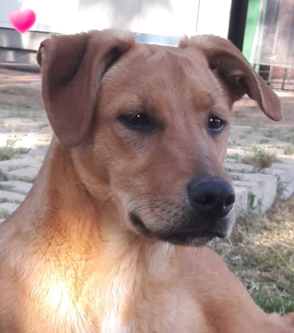 ZAFFIRO, male Mixed Breed for adoption at Associazione Panda Ciampino, Ciampino (RM)