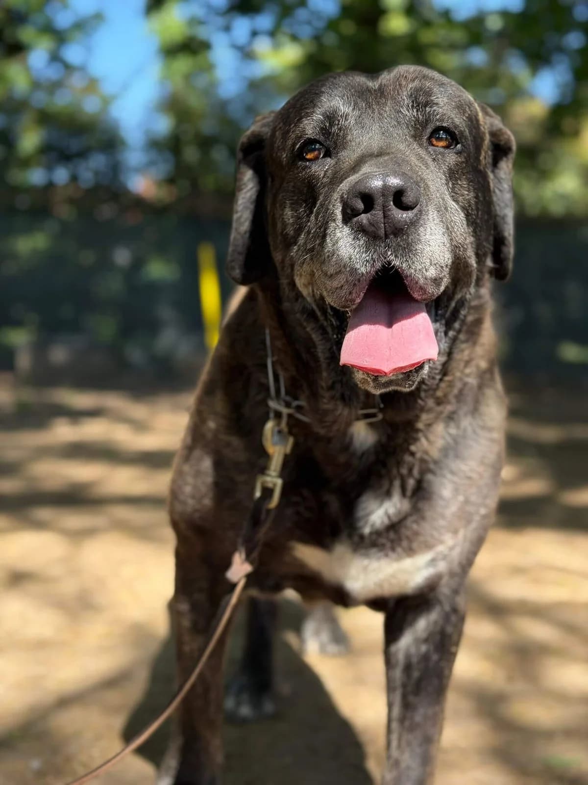 Achille, puppy Cane Corso for adoption at Pet Rescue Italia, Cornaredo