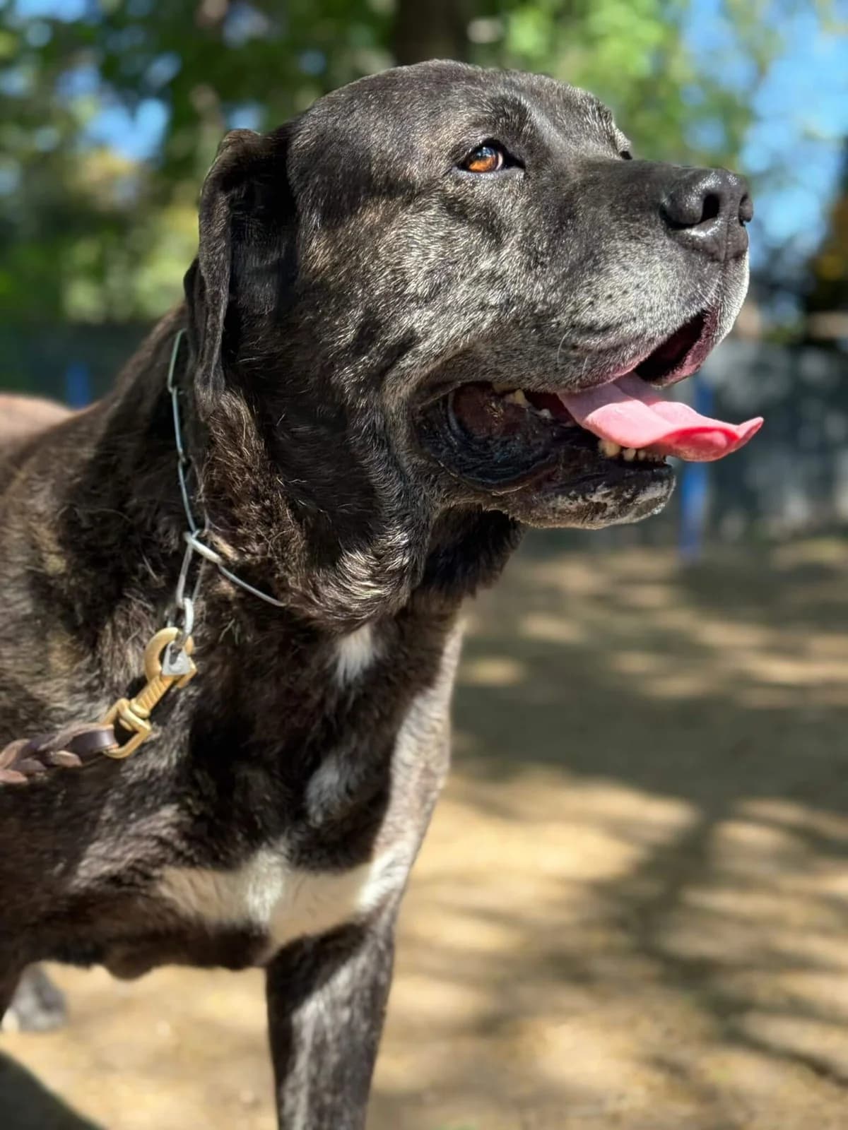 Achille, puppy Cane Corso for adoption at Pet Rescue Italia, Cornaredo