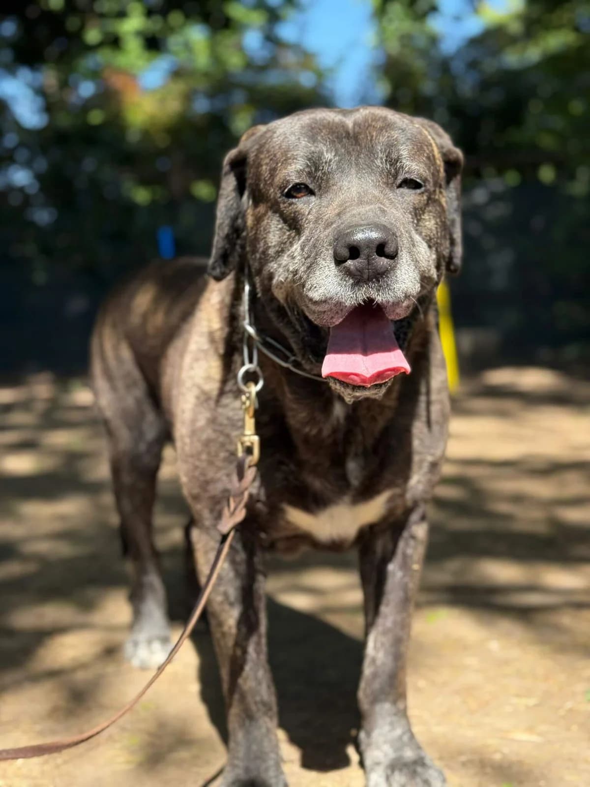 Achille, puppy Cane Corso for adoption at Pet Rescue Italia, Cornaredo