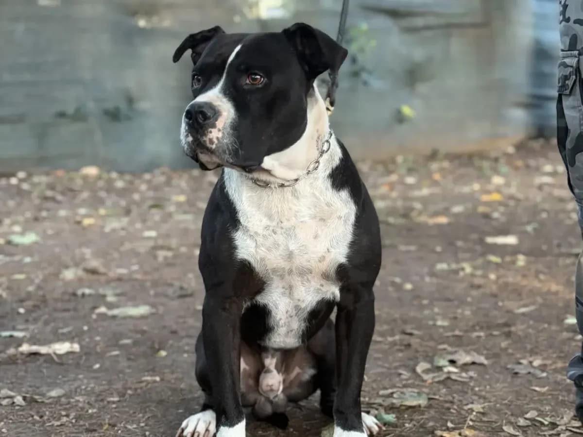 Ares, American Staffordshire Terrier for adoption at Pet Rescue Italia, Cornaredo