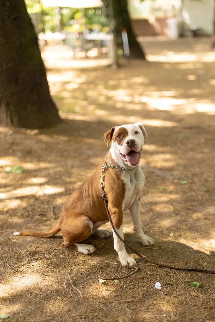 Atena, Pit Bull Terrier for adoption at Pet Rescue Italia, Cornaredo