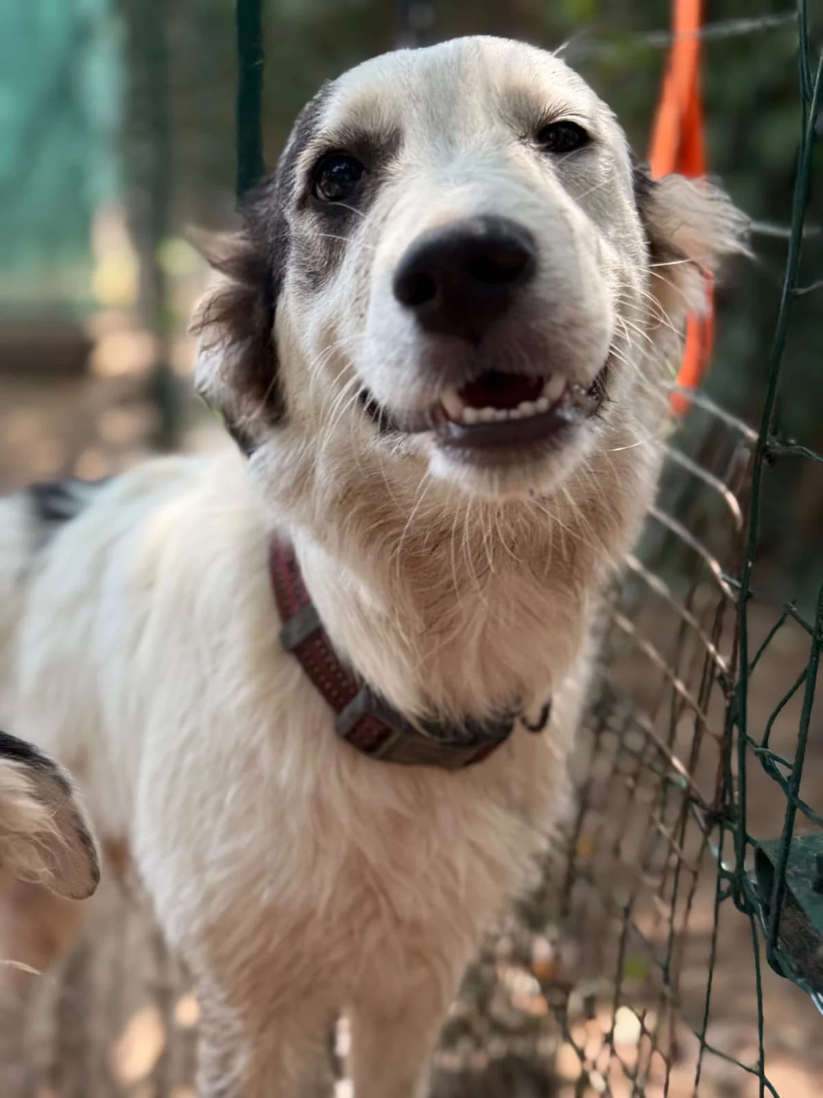 Atene, female puppy mixed breed for adoption at Pet Rescue Italia, Cornaredo