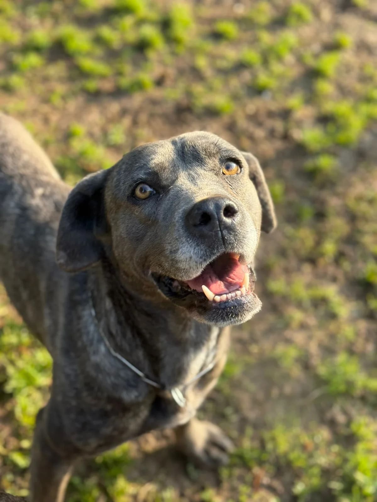 Bea, Cane Corso for adoption at Pet Rescue Italia, Cornaredo