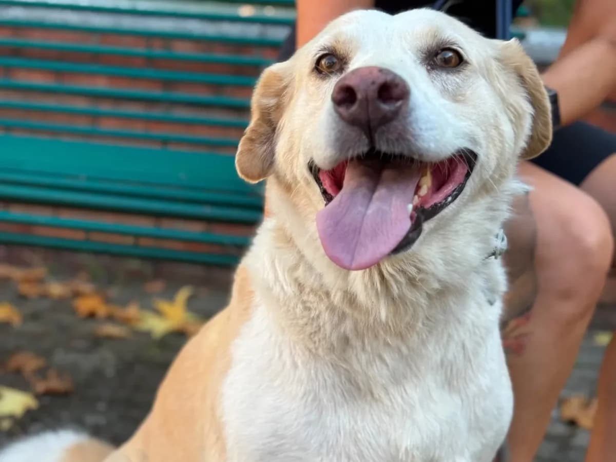Bella, 6yo mixed breed for adoption at Pet Rescue Italia, Cornaredo