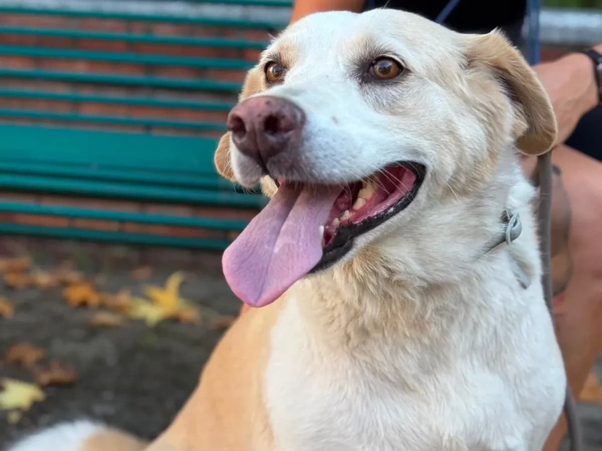 Bella, 6yo mixed breed for adoption at Pet Rescue Italia, Cornaredo