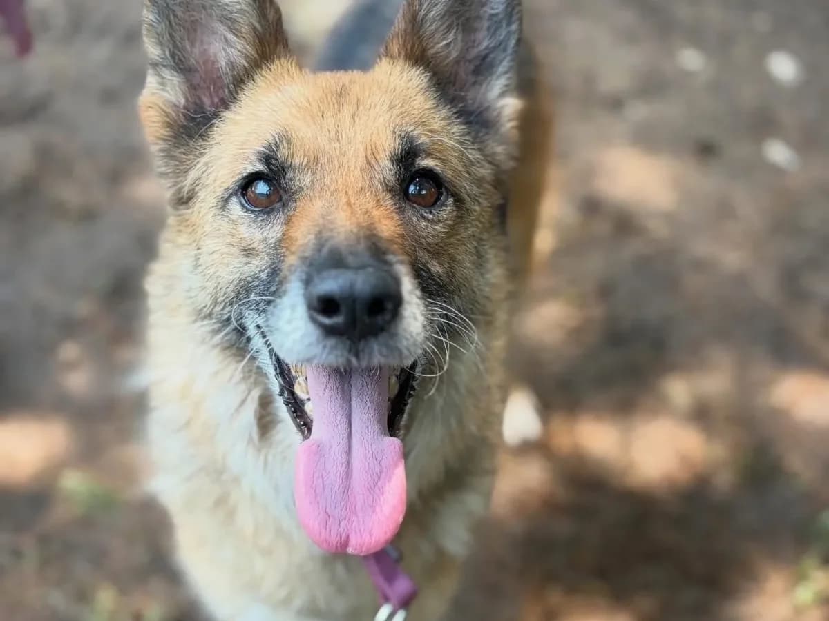 Benny, 5yo mixed breed for adoption at Pet Rescue Italia, Cornaredo