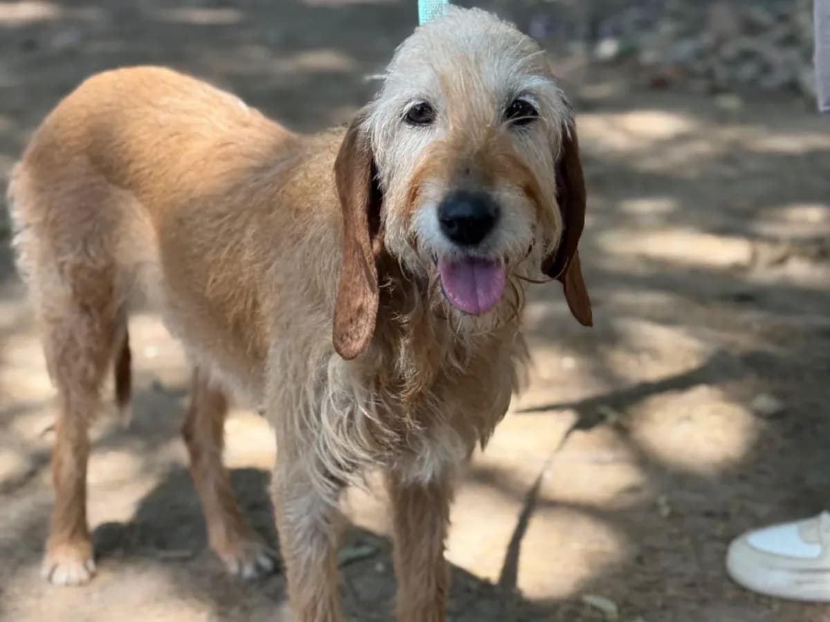 Birba, senior mixed breed for adoption at Pet Rescue Italia, Cornaredo