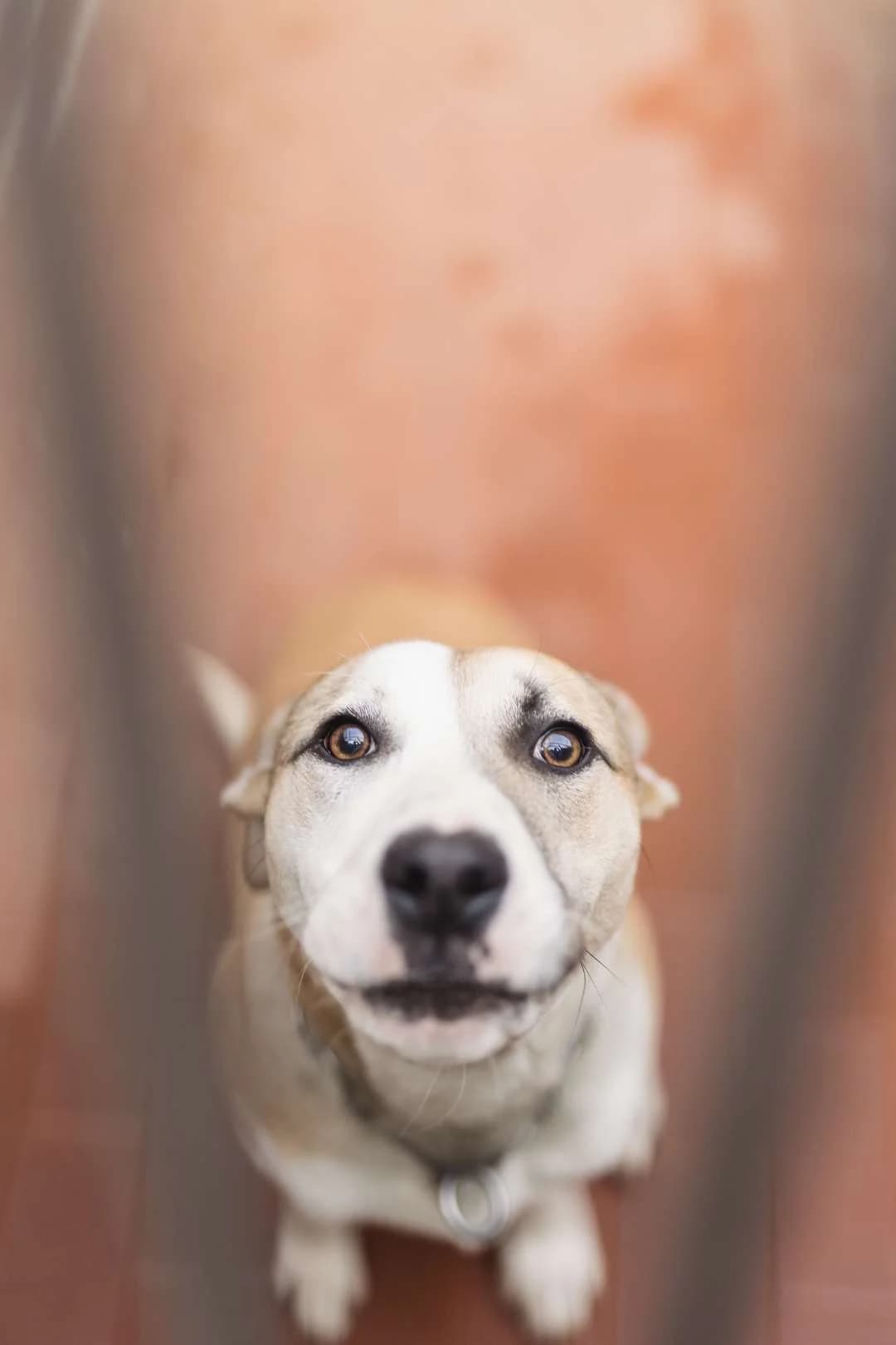 Brando, puppy mixed breed for adoption at Pet Rescue Italia, Cornaredo