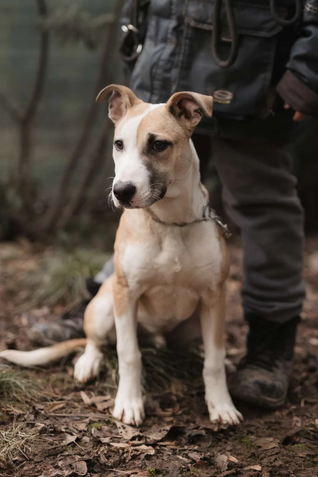 Brando, puppy mixed breed for adoption at Pet Rescue Italia, Cornaredo