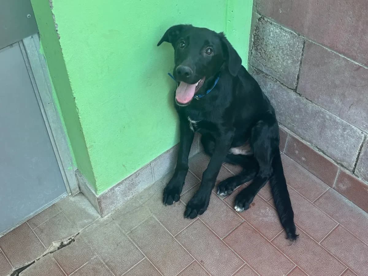 Buio, male puppy mixed breed for adoption at Pet Rescue Italia, Cornaredo