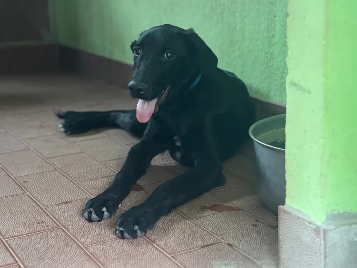 Buio, male puppy mixed breed for adoption at Pet Rescue Italia, Cornaredo