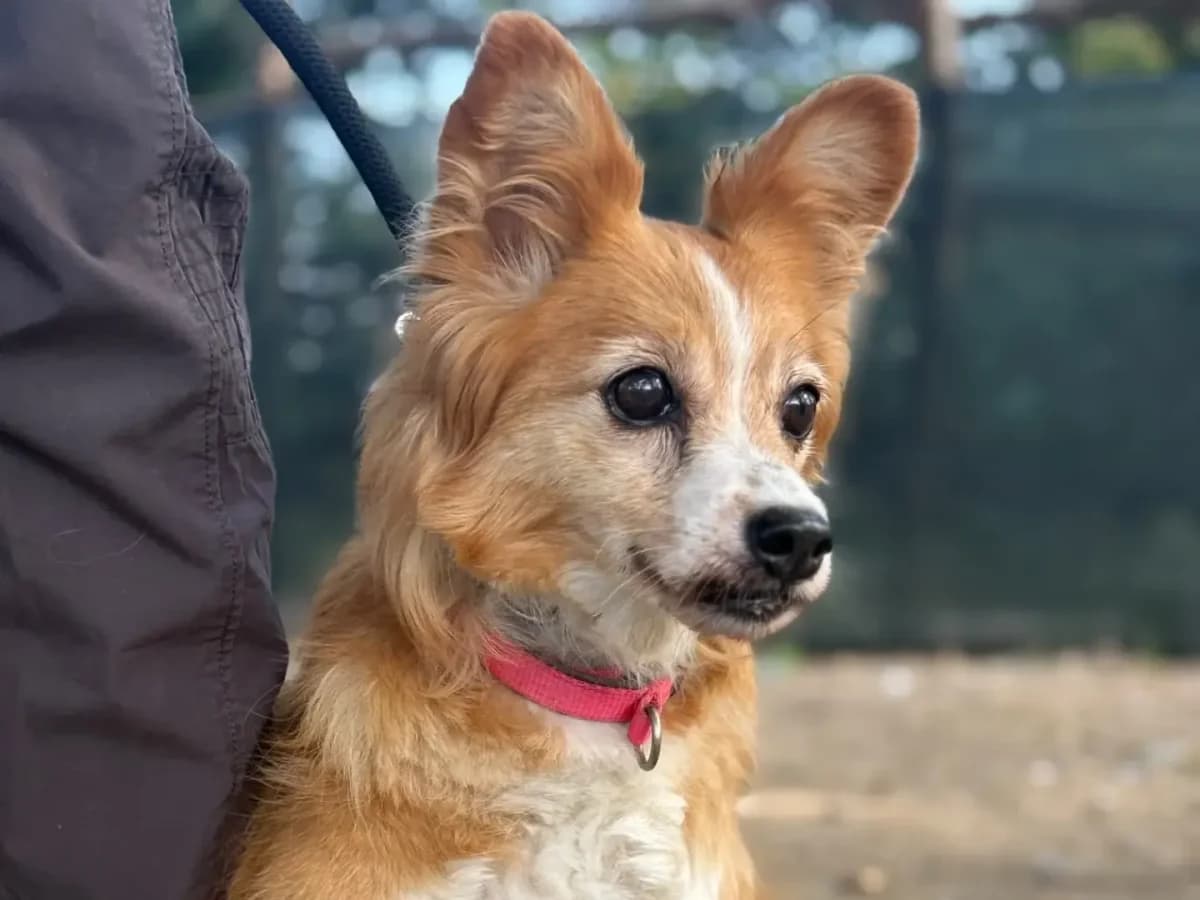 Chicca, senior mixed breed for adoption at Pet Rescue Italia, Cornaredo