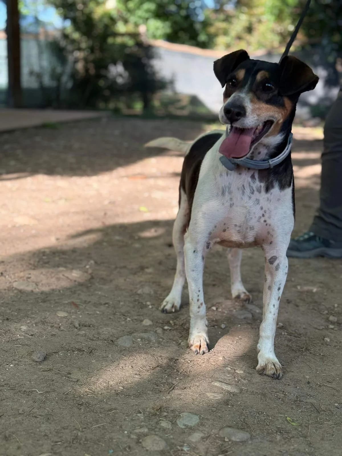 Chico, Jack Russell Terrier for adoption at Pet Rescue Italia, Cornaredo