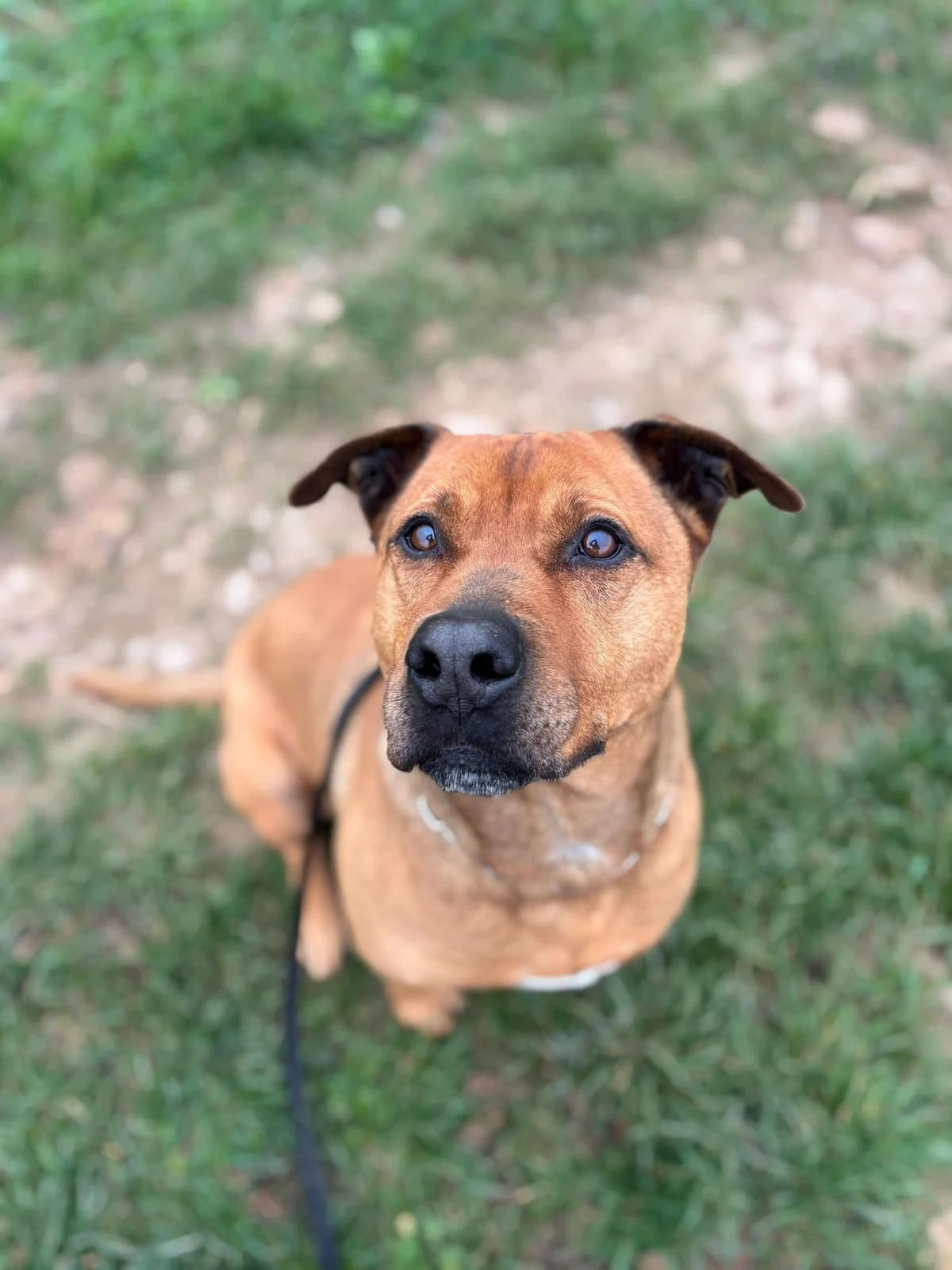 Ciro, Mixed Breed for adoption at Pet Rescue Italia, Cornaredo