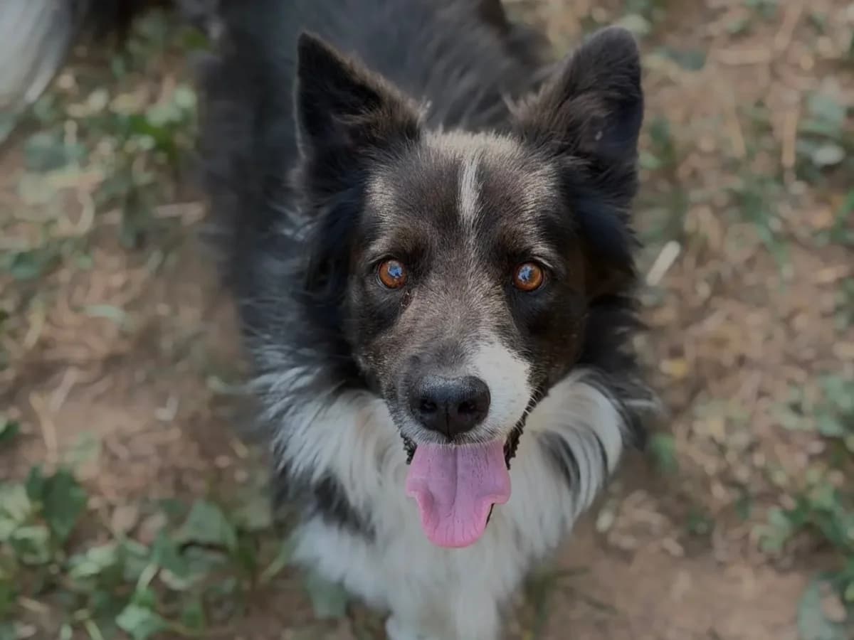 Ciro, male senior Border Collie for adoption at Pet Rescue Italia, Cornaredo