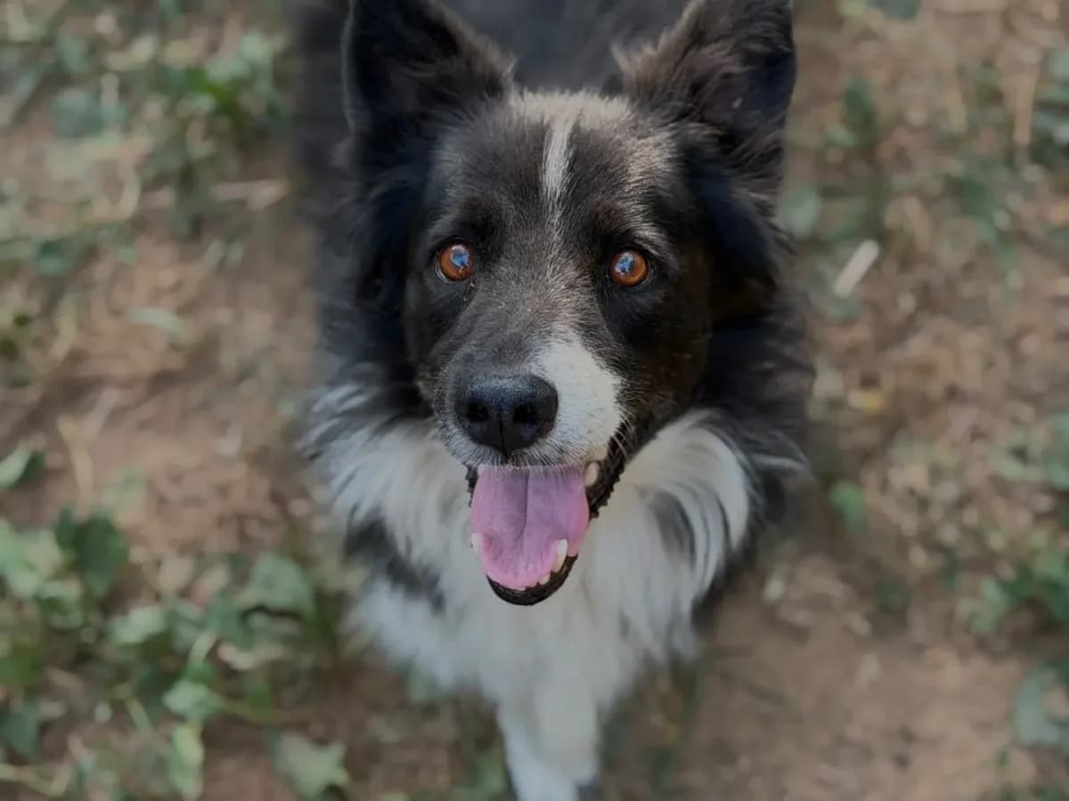 Ciro, male senior Border Collie for adoption at Pet Rescue Italia, Cornaredo