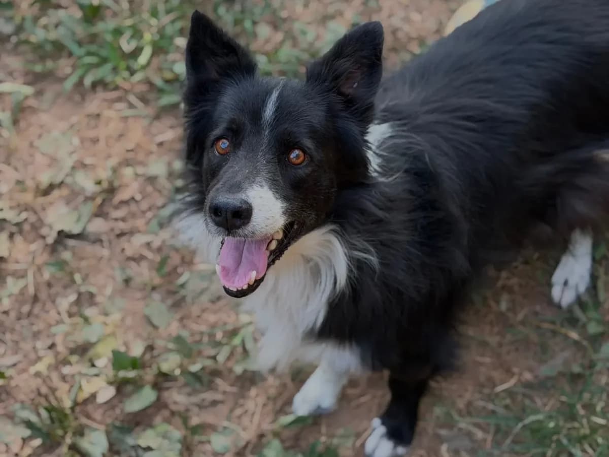 Ciro, male senior Border Collie for adoption at Pet Rescue Italia, Cornaredo