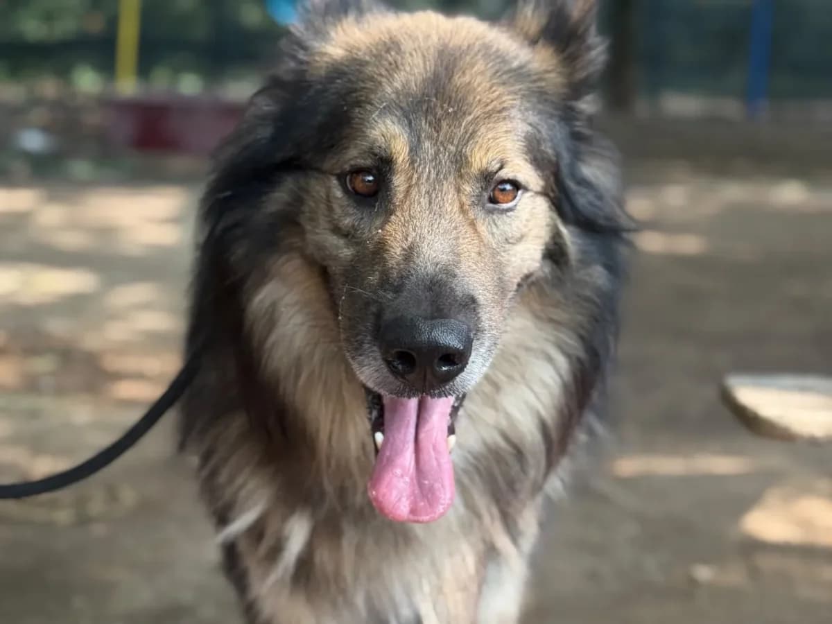 Dalì, mixed breed for adoption at Pet Rescue Italia, Cornaredo
